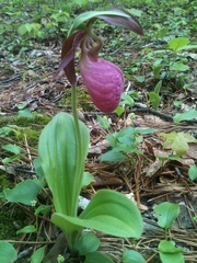 Cypripedium acaule