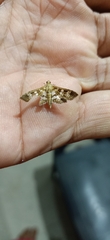 Sameodes