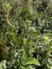 Kalmia microphylla occidentalis