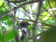 Stilpnia peruviana