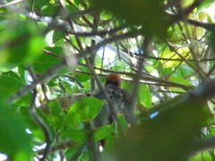Stilpnia peruviana