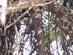 Pheugopedius genibarbis