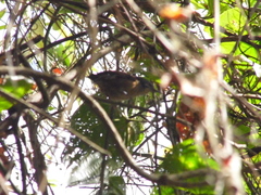 Pheugopedius genibarbis