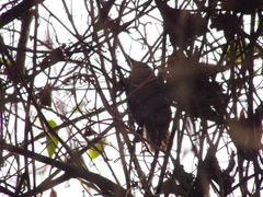 Pheugopedius genibarbis