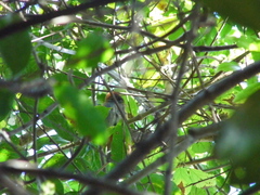 Stilpnia peruviana