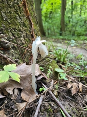 Monotropa uniflora