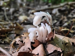 Monotropa uniflora