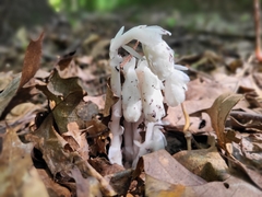 Monotropa uniflora