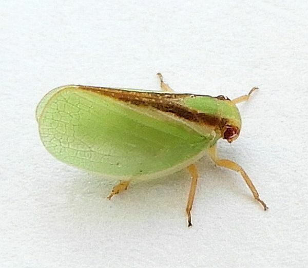 Acanalonia fasciata
