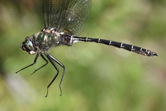 Somatochlora albicincta