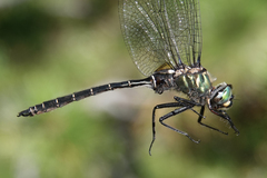 Somatochlora albicincta