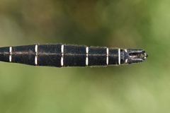 Somatochlora albicincta