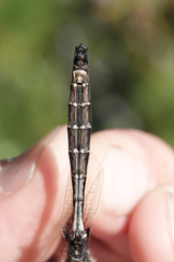 Somatochlora albicincta