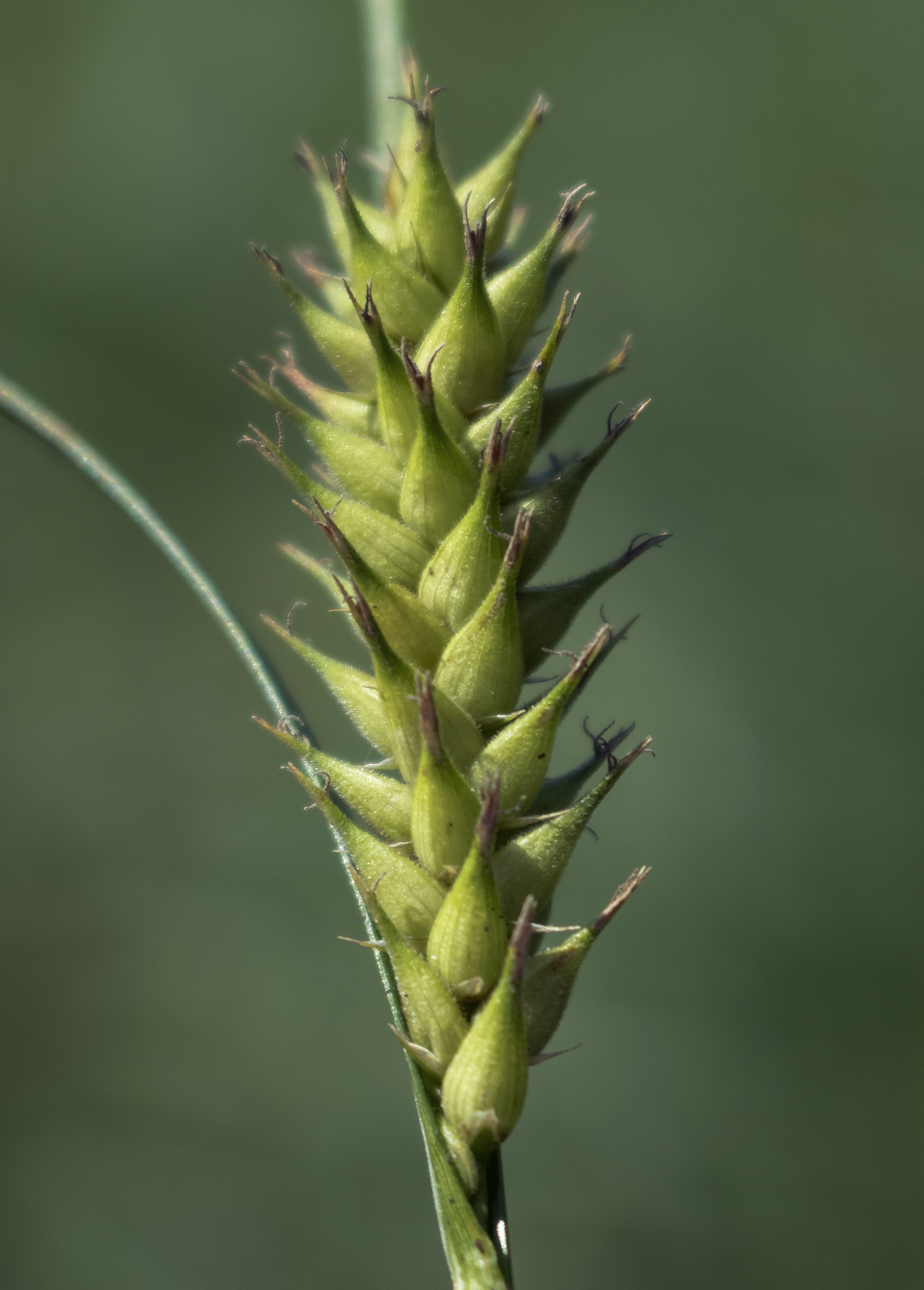 Carex trichocarpa