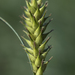 Hairy-fruit Sedge - Photo (c) aarongunnar, some rights reserved (CC BY), uploaded by aarongunnar