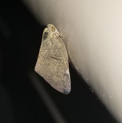 Ricania sublimata
