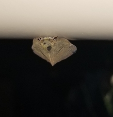 Ricania sublimata