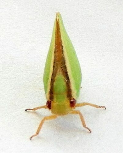 Acanalonia fasciata photo 2