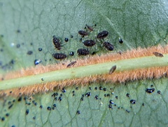 Corythucha associata