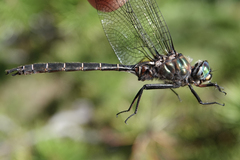 Somatochlora cingulata