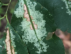 Corythucha associata