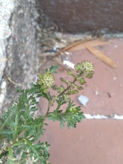 Lepidium bipinnatifidum