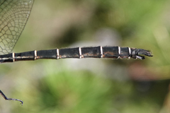 Somatochlora cingulata