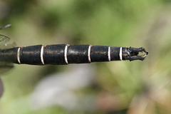 Somatochlora cingulata