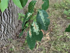 Corythucha associata