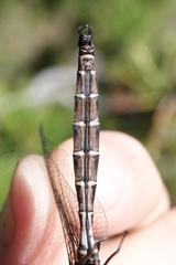 Somatochlora cingulata