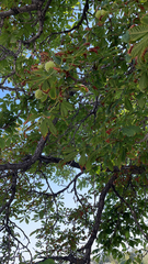 Aesculus hippocastanum