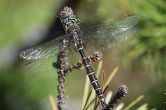 Somatochlora cingulata