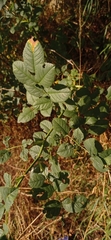 Rosaceae