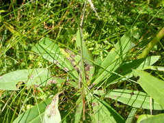 Septoria kaznowskii