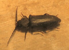 Asemum nitidum