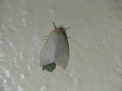 Lepidoptera