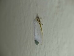 Lepidoptera