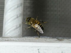 Eristalinus taeniops