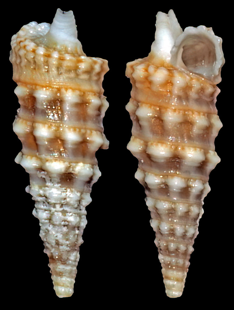 Euthymella regalis