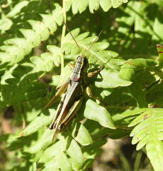 Melanoplus borealis