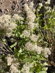 Ageratina occidentalis
