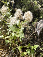 Ageratina occidentalis