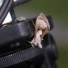 Chrysanympha formosa