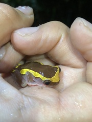 Dendropsophus bifurcus