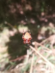 Araneus pallidus