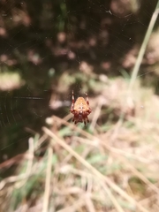 Araneus pallidus