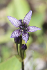 Swertiinae