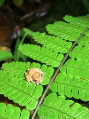 Pristimantis diadematus