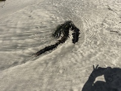Egregia
