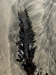 Egregia